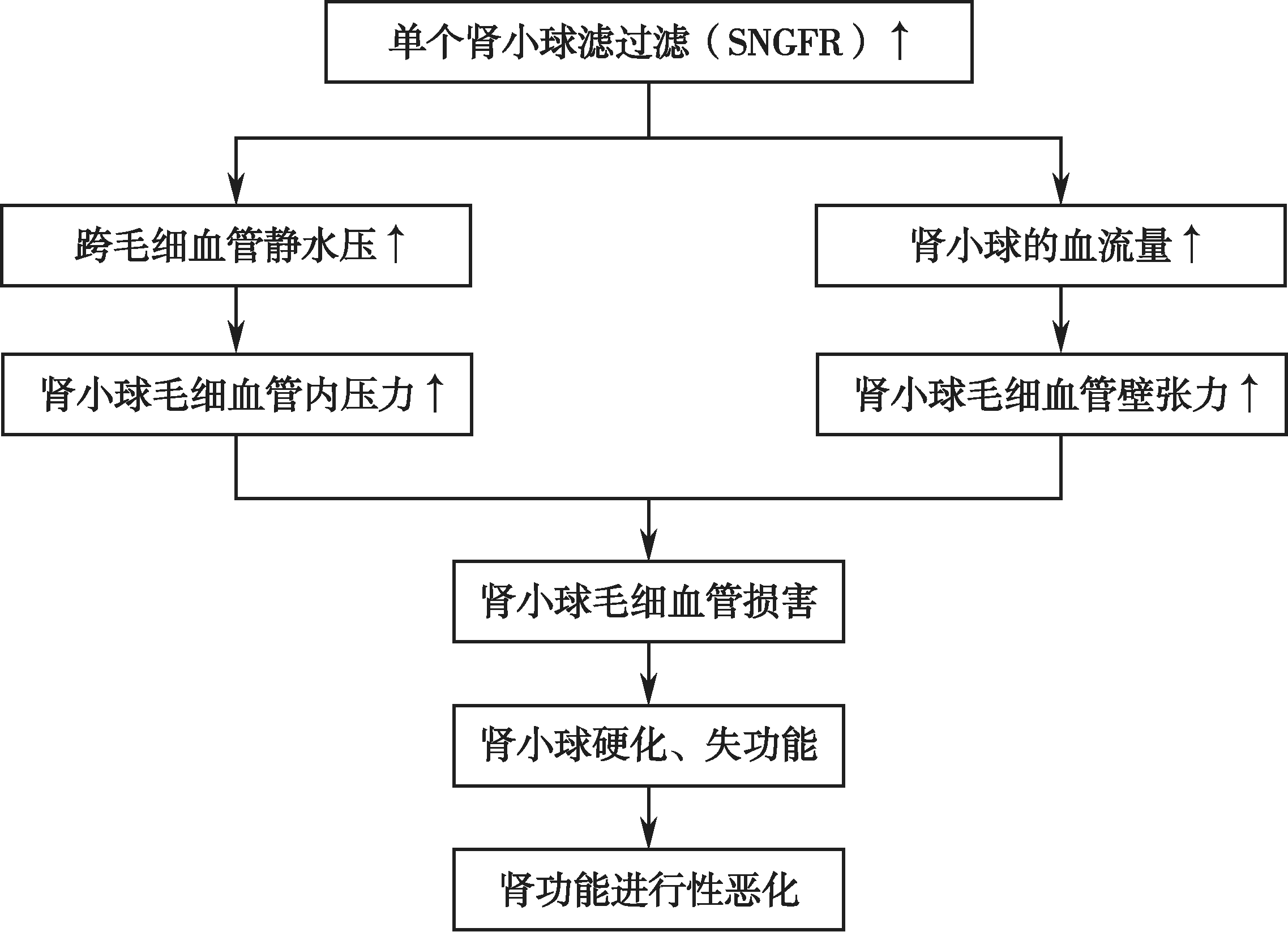 肾小球有效滤过压图片