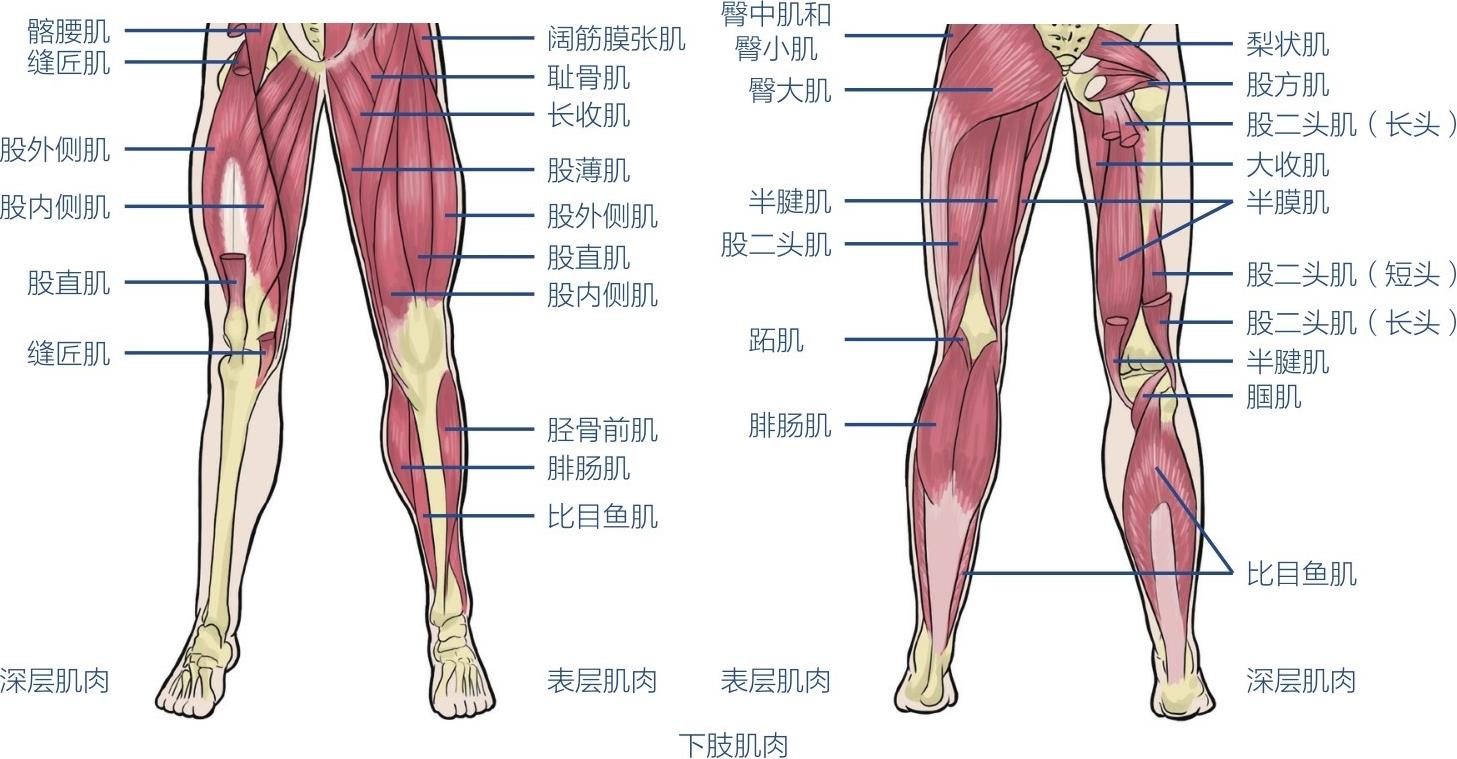 深层肌肉缝匠肌股直肌股内侧肌股外侧肌髂腰肌缝匠肌下肢肌肉表层肌肉表层肌肉比目鱼肌腓肠肌腓肠肌胫骨前肌跖肌股内侧肌股二头肌股直肌半腱肌股外侧肌臀大肌臀中肌和臀小肌阔筋膜张肌耻骨肌长收肌股薄肌梨状肌股方肌股二头肌（长头）大收肌半膜肌股二头肌（短头）股二头肌（长头）半腱肌腘肌比目鱼肌深层肌肉