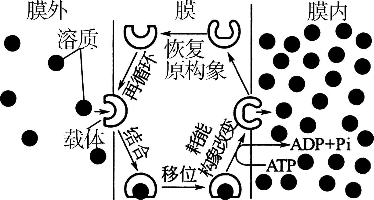 图2-6 主动运输图