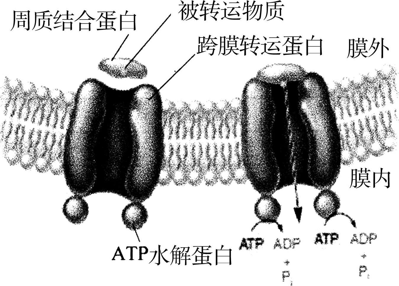 图2-5 atp结合型的主动运输