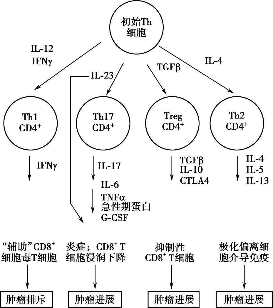 图7-2 四种不同th细胞亚群及其在肿瘤