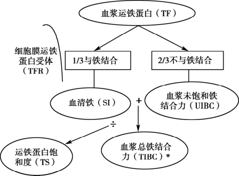 saturated,ts)又称血浆铁饱和度,等于si/tibc(血浆总铁结合力)