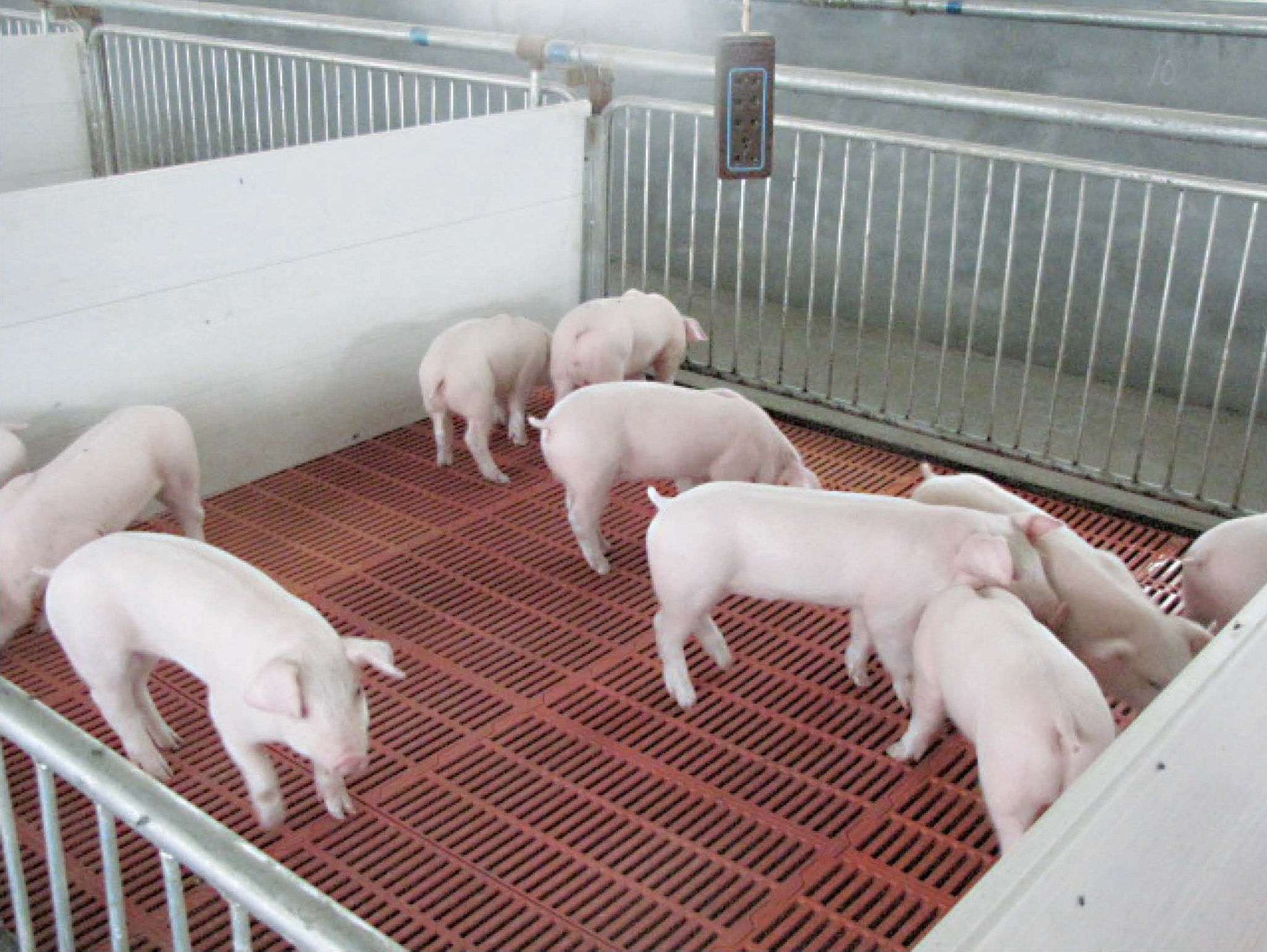 图说如何安全高效养猪最新章节_贠红梅著_掌阅小说网