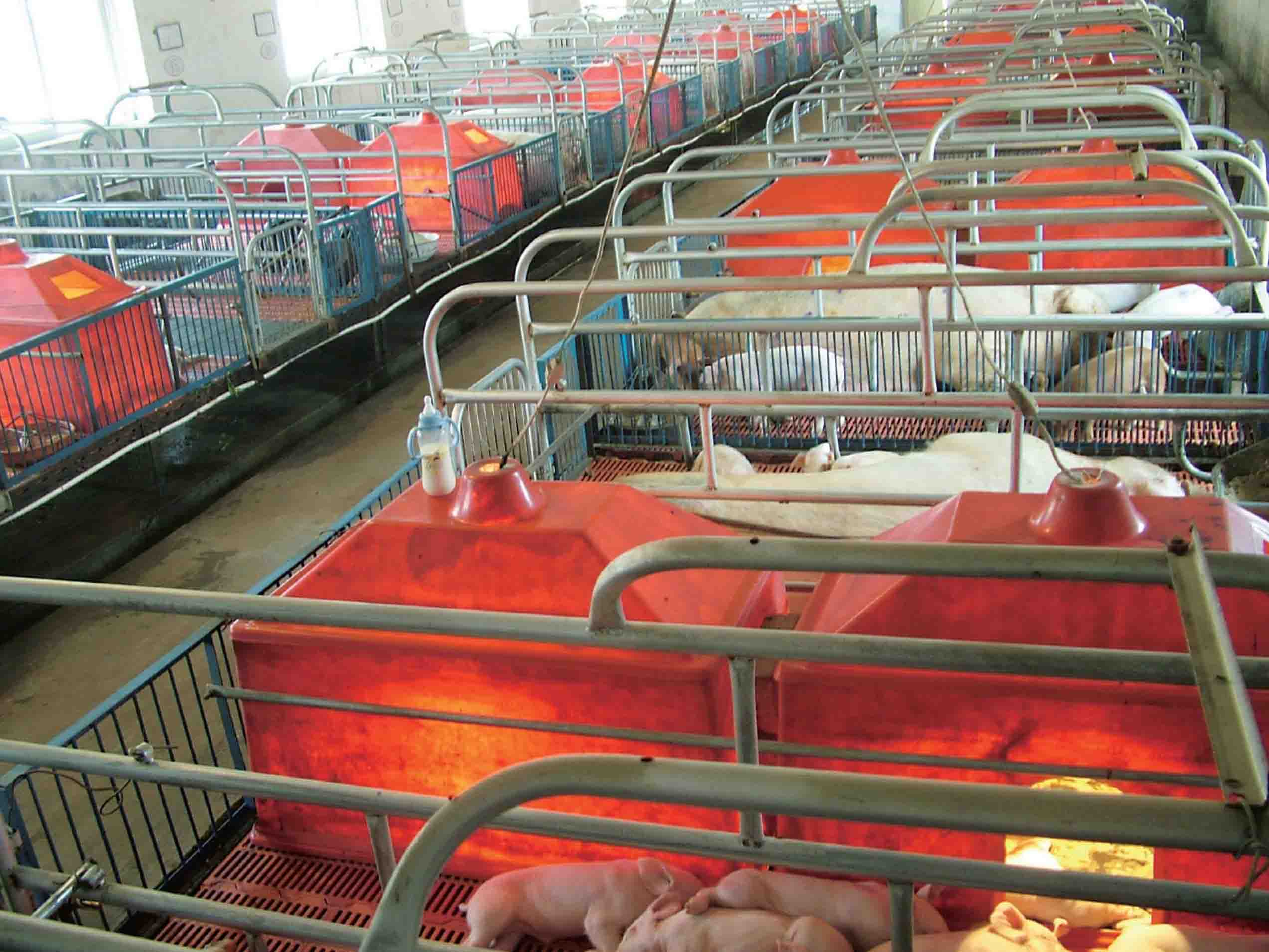 图说如何安全高效养猪最新章节_贠红梅著_掌阅小说网