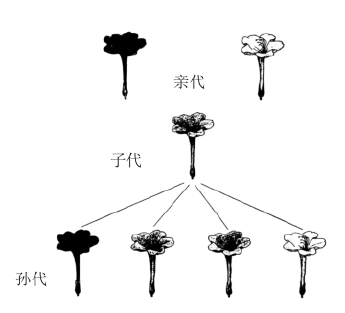 zhangyue-c