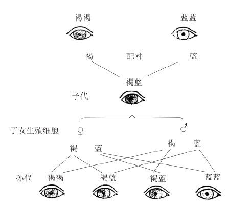 zhangyue-c