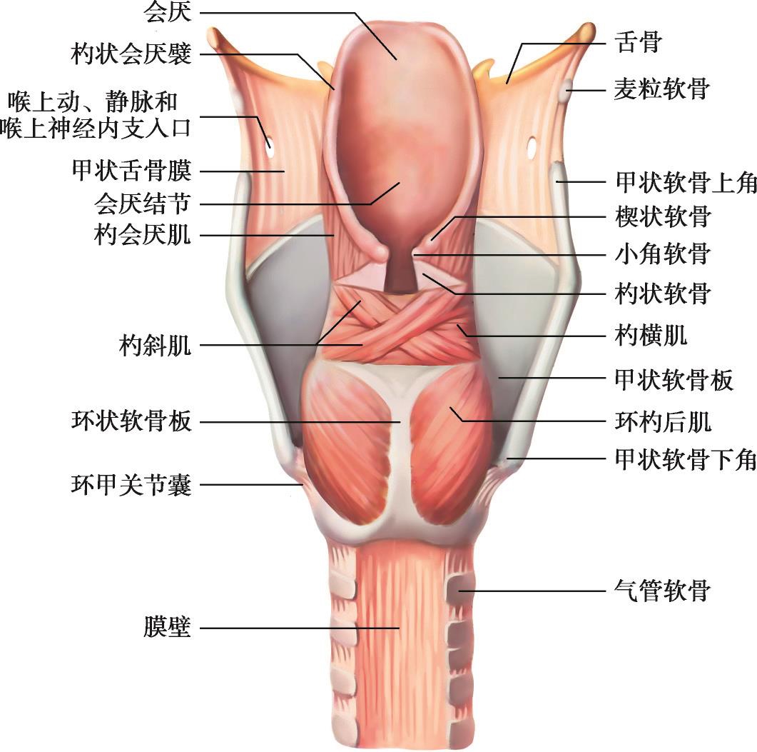 自环状软骨板后面,止于杓状软骨肌突,有开大声门裂并紧张声带的作用。 图1-1-4 上呼吸道之喉肌