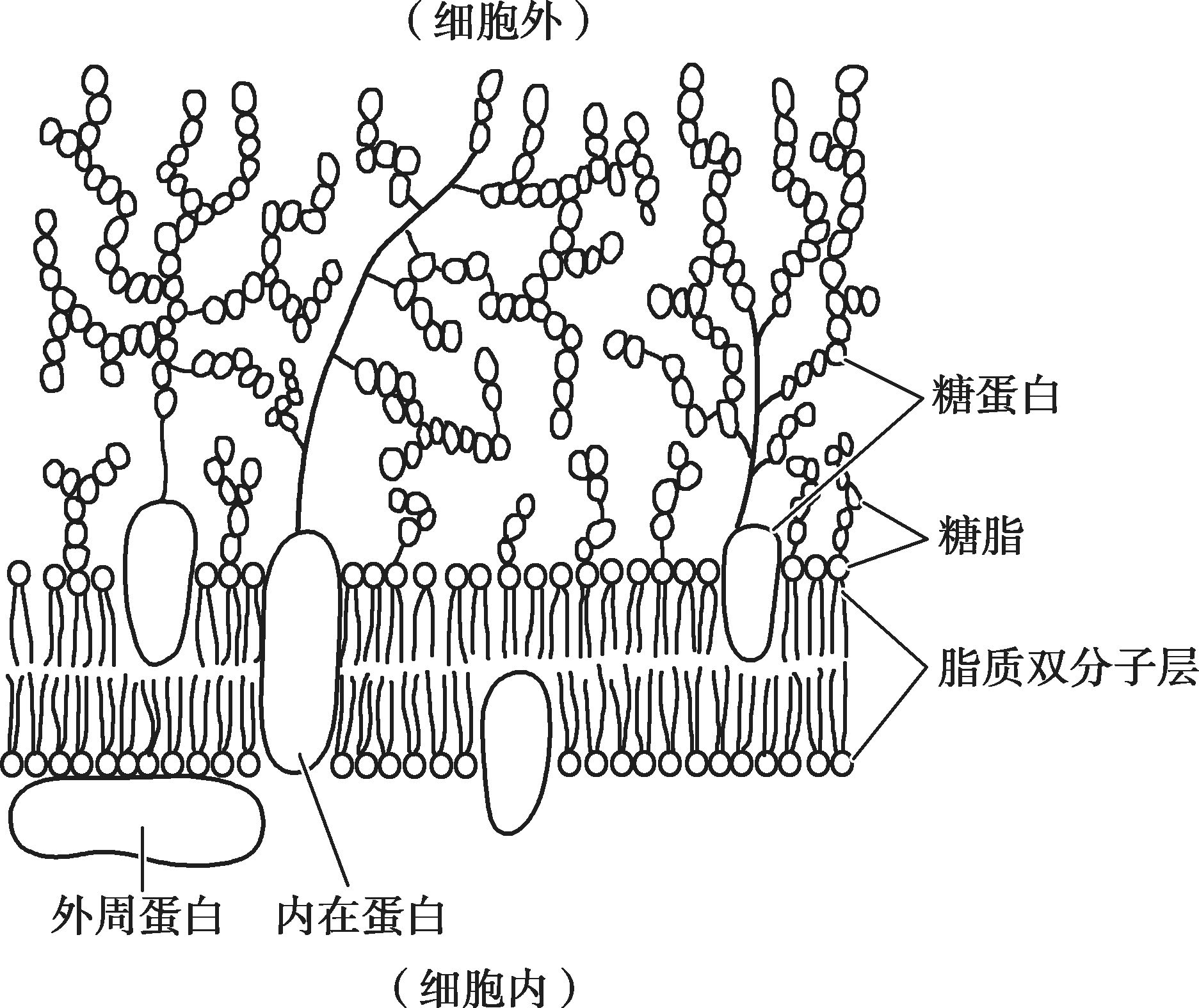 图1-12 细胞膜结构 图1-13 细胞器及细胞核 (一)细胞静息电位 一个独