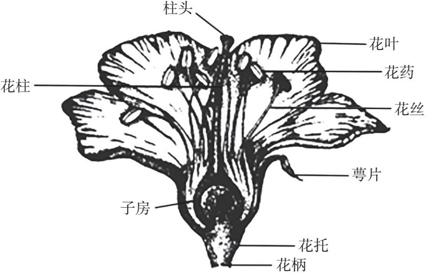 cut_41_54368_m