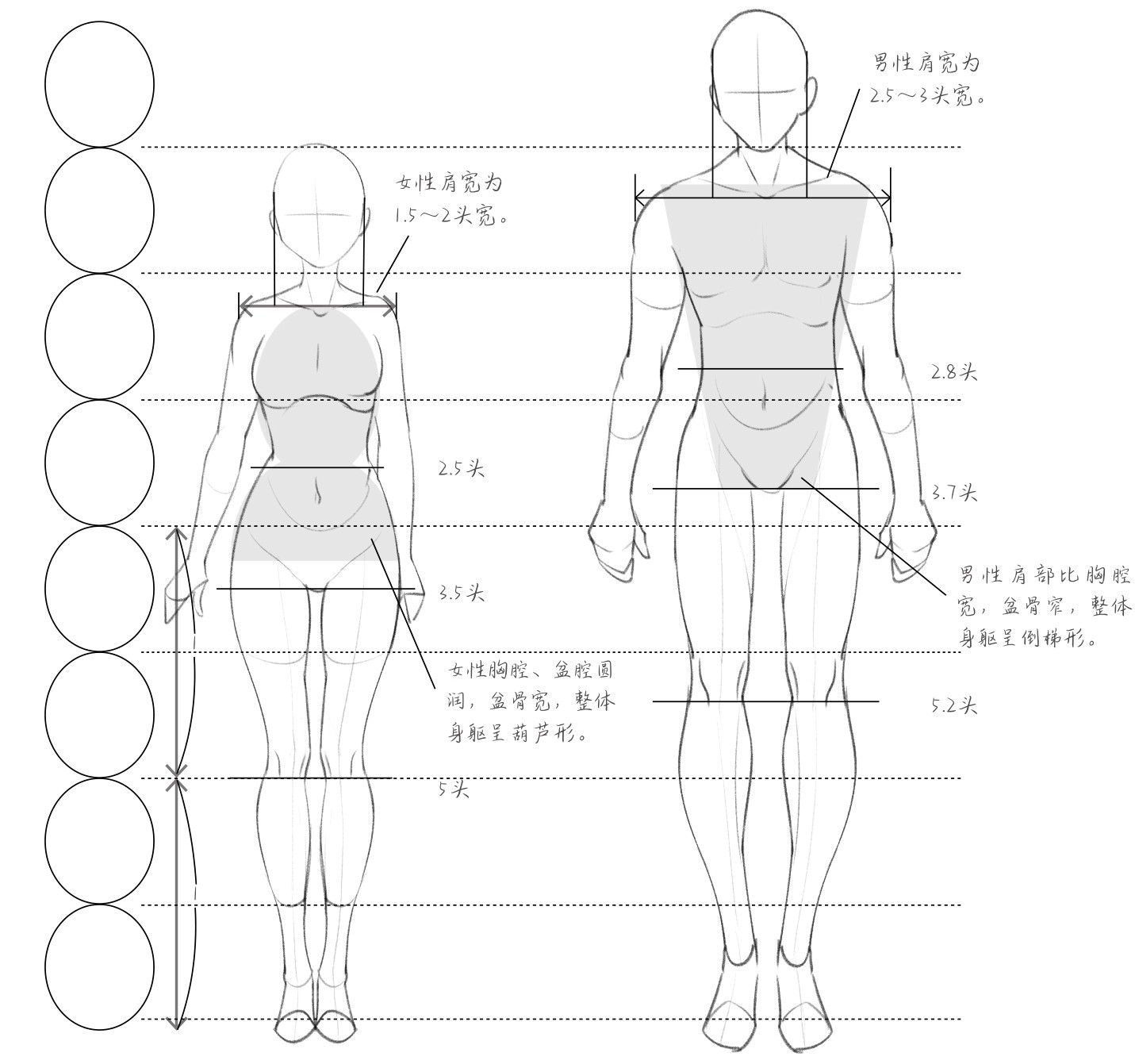 女性肩宽为1.5～2头宽。2.5头3.5头1女性胸腔、盆腔圆润，盆骨宽，整体身躯呈葫芦形。男性肩宽为2.5～3头宽。2.8头3.7头男性肩部比胸腔宽，盆骨窄，整体身躯呈倒梯形。5头1 5.2头