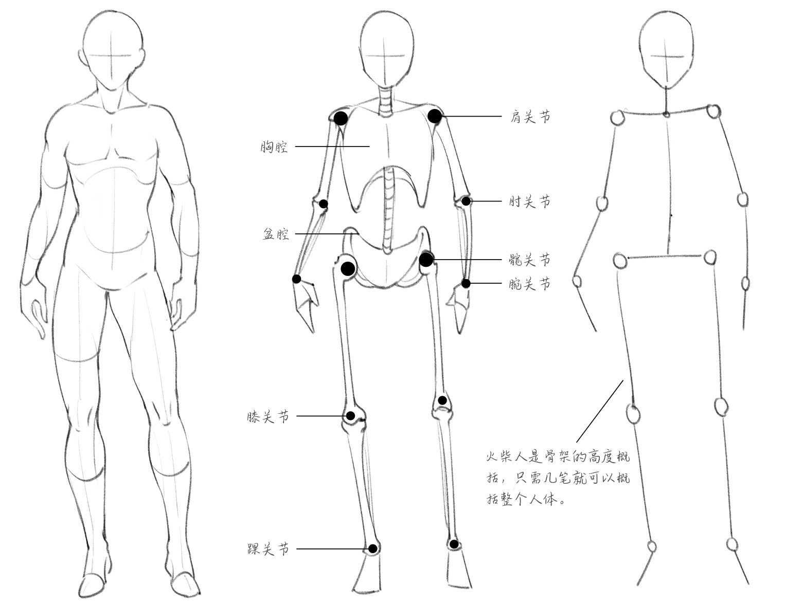 胸腔盆腔膝关节踝关节火柴人是骨架的高度概括，只需几笔就可以概括整个人体。腕关节髋关节肘关节肩关节