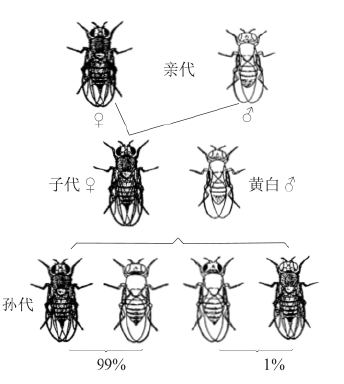 zhangyue-c