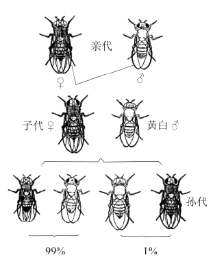 zhangyue-c