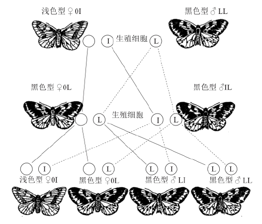 zhangyue-c