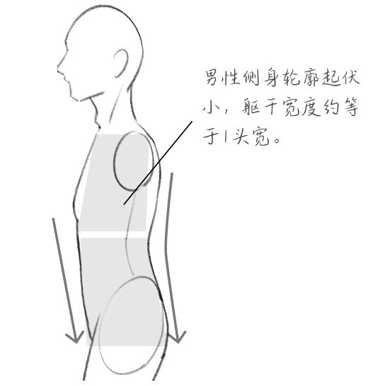 男性侧身轮廓起伏小，躯干宽度约等于1头宽。男性侧面可用梯形概括，身材硬挺，肌肉线条较直。