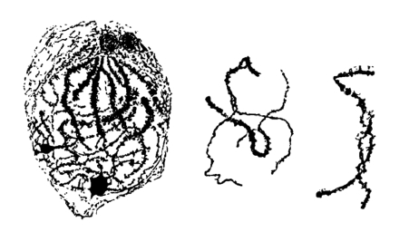 zhangyue-c