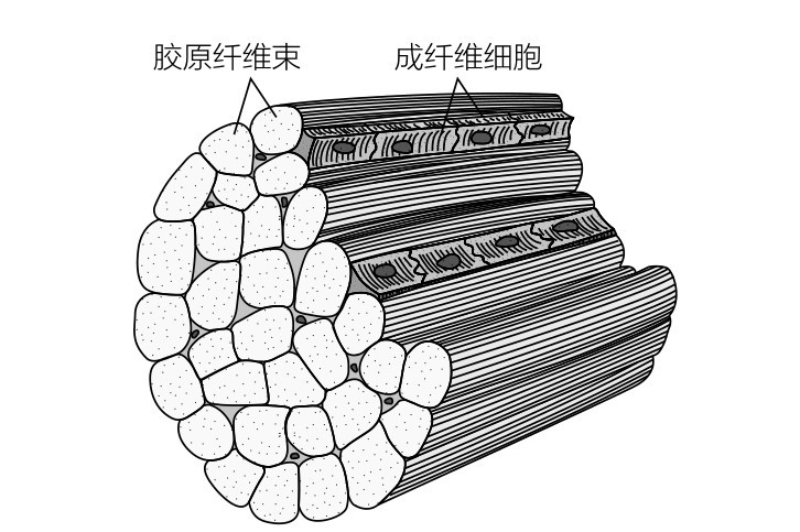 胶原纤维束成纤维细胞