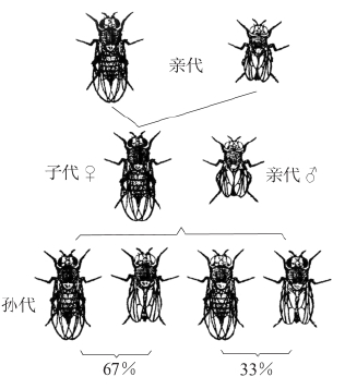 zhangyue-c