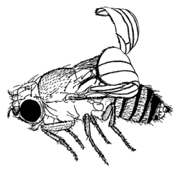 zhangyue-c