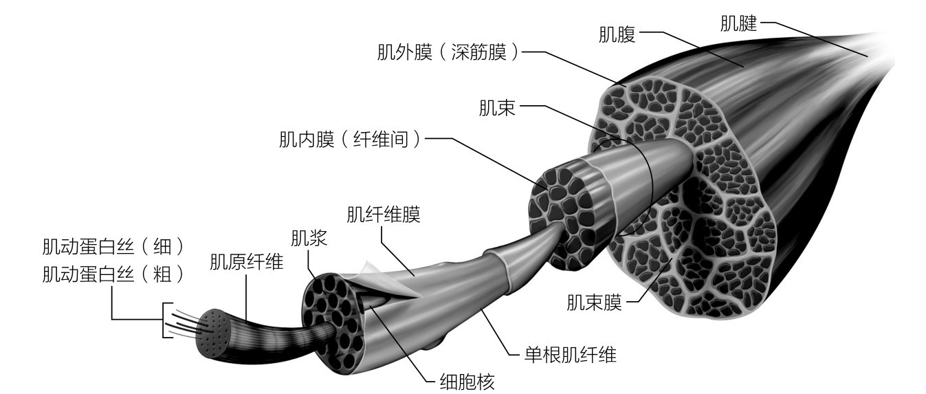 肌束肌外膜（深筋膜）肌腹肌腱肌内膜（纤维间）肌原纤维肌动蛋白丝（细）肌动蛋白丝（粗）肌浆肌纤维膜单根肌纤维肌束膜细胞核