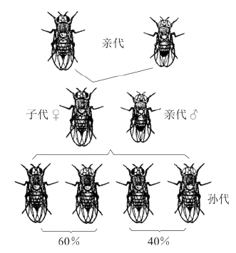 zhangyue-c