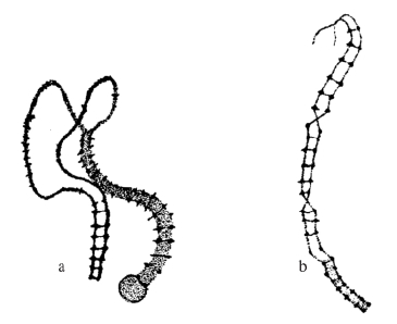 zhangyue-c