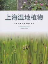 上海湿地植物