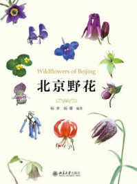 北京野花