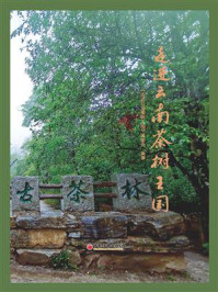 走进云南茶树王国