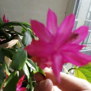 果果