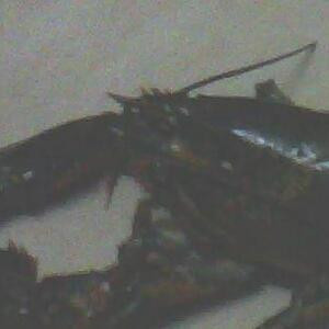 那个崽的儿子的爸爸