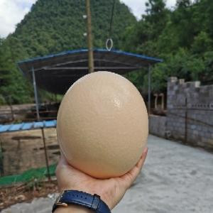 江太狼