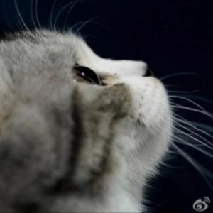 胖团团团团团子