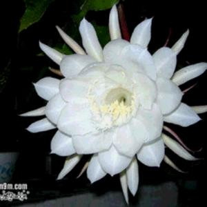 帅哥李2