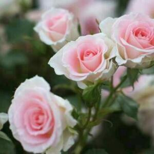 最美不过初想见