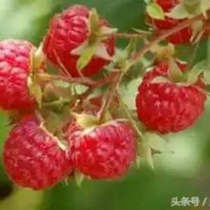 李大侠