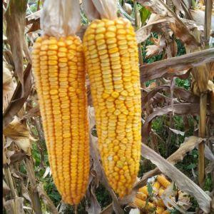 小胖孩希望能瘦