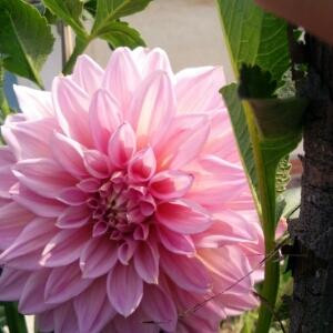 梦的方向叫做“闯”