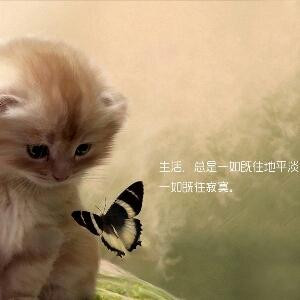 没有什么不同233