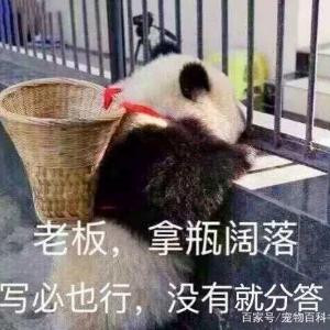 若若子
