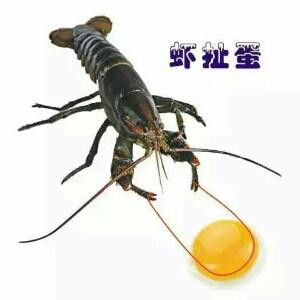 君哥