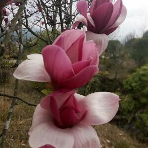 紫荆花