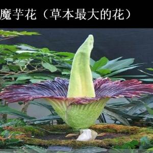 白骨精