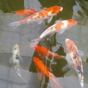 浪迹天涯