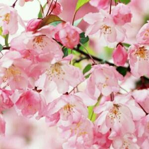 千花血泪