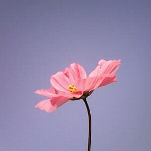 漪桉椿粜