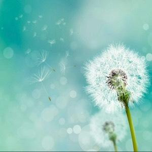 一棵开花的树