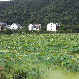 孤寂