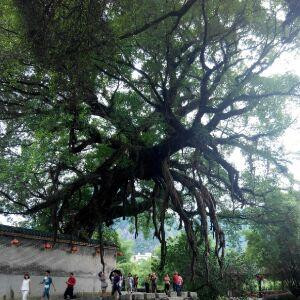 黎漂