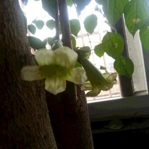 百合花